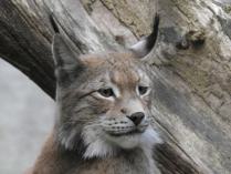 heimattiergarten-tierpark-zoo-fuerstenwalde-tiere-228