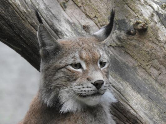 heimattiergarten-tierpark-zoo-fuerstenwalde-tiere-228