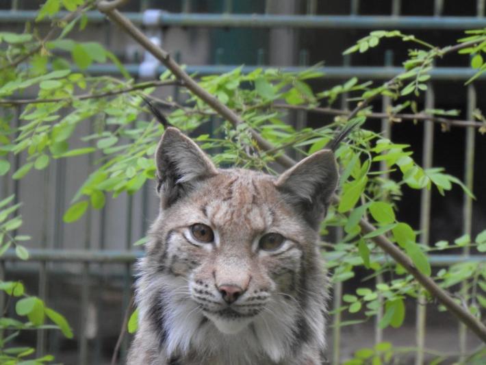 heimattiergarten-tierpark-zoo-fuerstenwalde-tiere-235