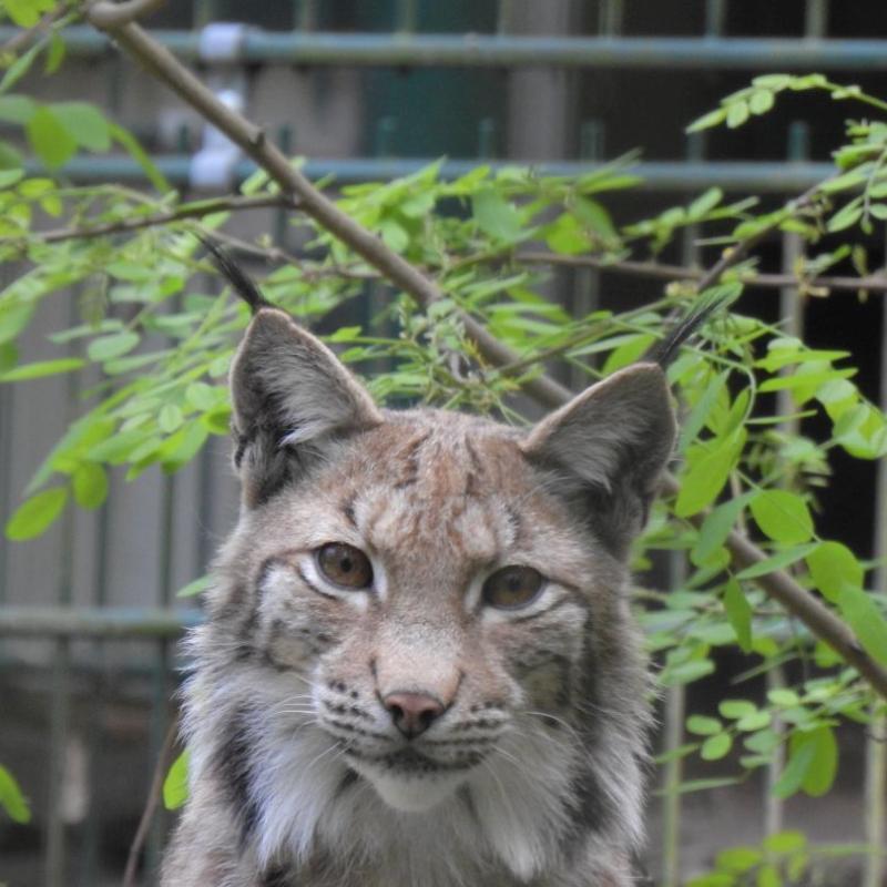 heimattiergarten-tierpark-zoo-fuerstenwalde-tiere-235