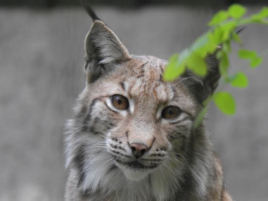 heimattiergarten-tierpark-zoo-fuerstenwalde-tiere-238