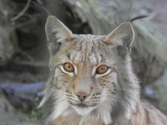 heimattiergarten-tierpark-zoo-fuerstenwalde-tiere-241