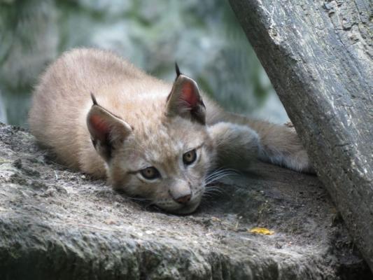 heimattiergarten-tierpark-zoo-fuerstenwalde-tiere-245