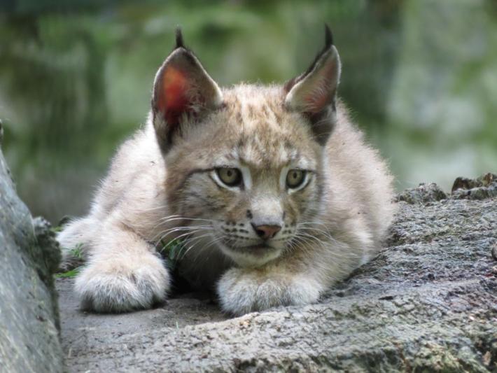 heimattiergarten-tierpark-zoo-fuerstenwalde-tiere-246