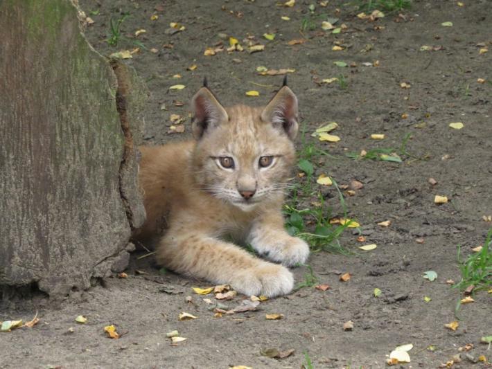 heimattiergarten-tierpark-zoo-fuerstenwalde-tiere-247