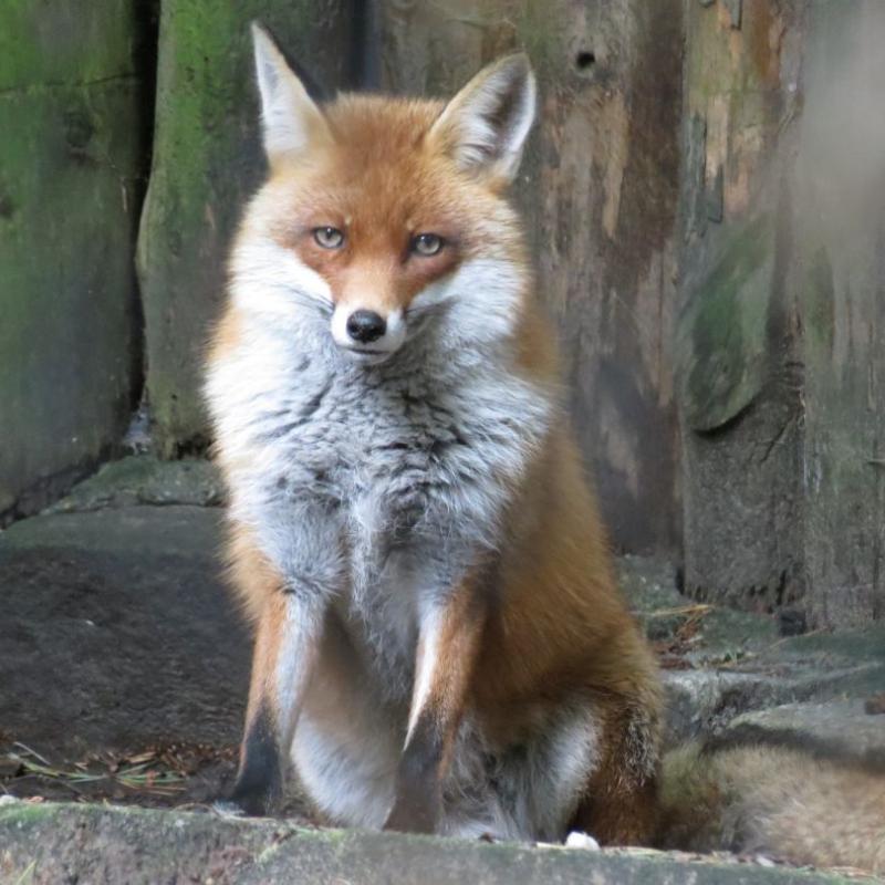 heimattiergarten-tierpark-zoo-fuerstenwalde-tiere-301