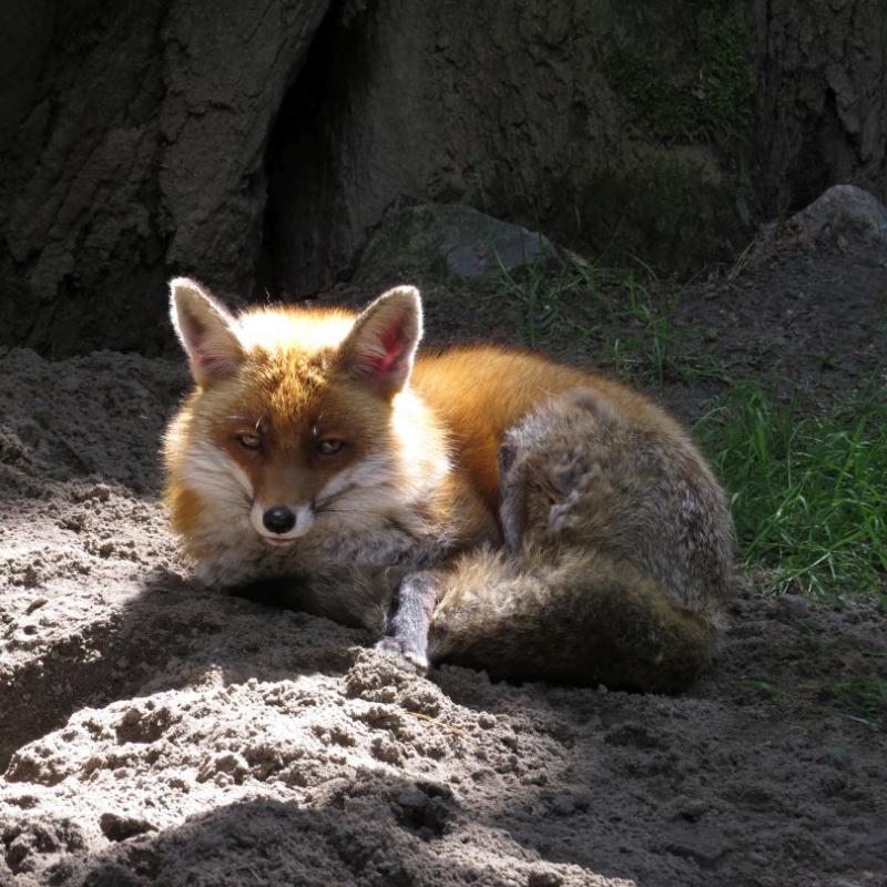 heimattiergarten-tierpark-zoo-fuerstenwalde-tiere-304
