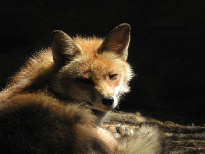 heimattiergarten-tierpark-zoo-fuerstenwalde-tiere-310