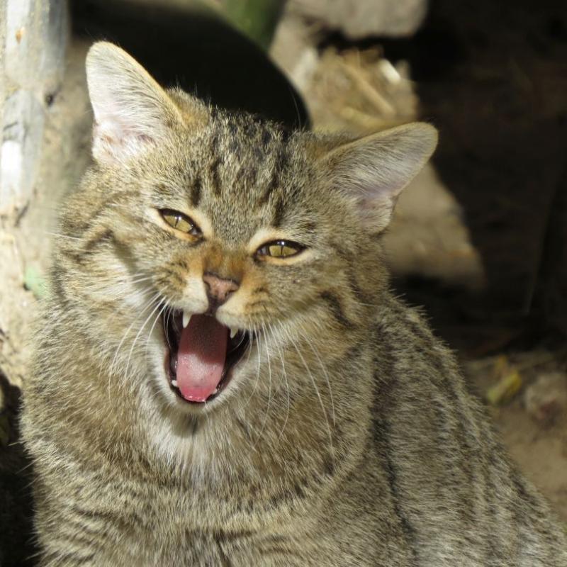 heimattiergarten-tierpark-zoo-fuerstenwalde-tiere-437