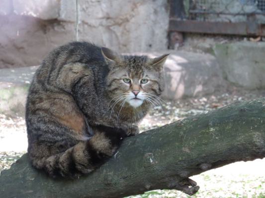 heimattiergarten-tierpark-zoo-fuerstenwalde-tiere-438