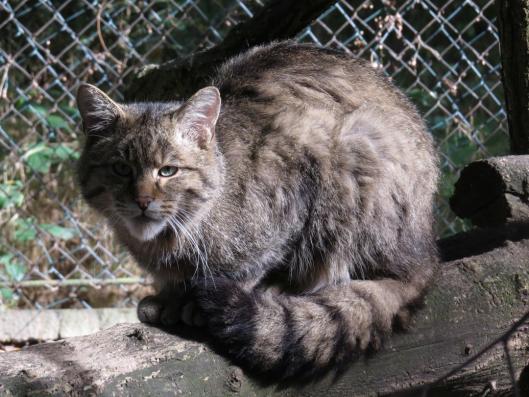 heimattiergarten-tierpark-zoo-fuerstenwalde-tiere-440