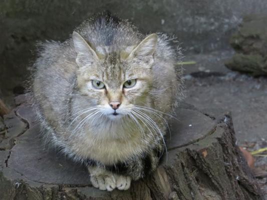 heimattiergarten-tierpark-zoo-fuerstenwalde-tiere-441