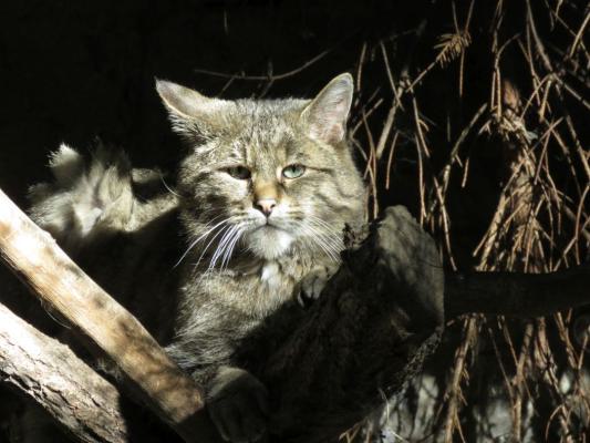 heimattiergarten-tierpark-zoo-fuerstenwalde-tiere-442