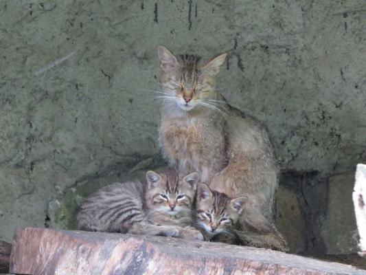 heimattiergarten-tierpark-zoo-fuerstenwalde-tiere-444