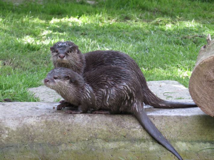 heimattiergarten-tierpark-zoo-fuerstenwalde-tiere-467