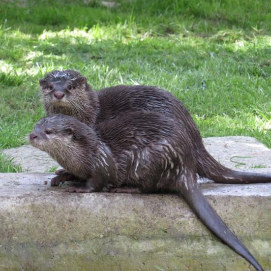 heimattiergarten-tierpark-zoo-fuerstenwalde-tiere-467