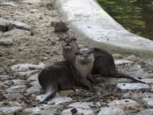 heimattiergarten-tierpark-zoo-fuerstenwalde-tiere-470