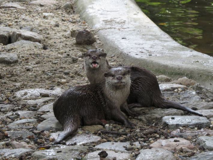 heimattiergarten-tierpark-zoo-fuerstenwalde-tiere-470