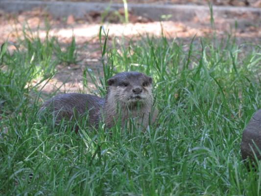heimattiergarten-tierpark-zoo-fuerstenwalde-tiere-476