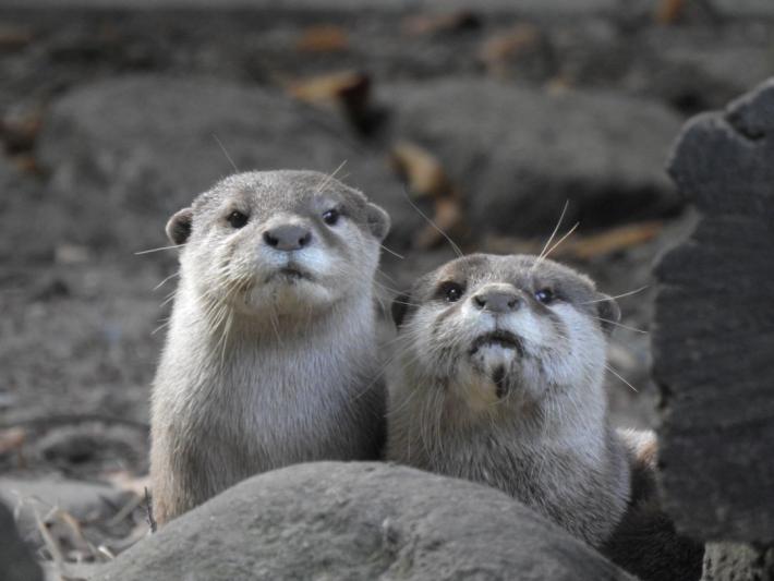 heimattiergarten-tierpark-zoo-fuerstenwalde-tiere-483