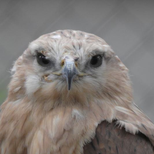 heimattiergarten-tierpark-zoo-fuerstenwalde-tiere-001