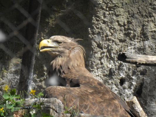 heimattiergarten-tierpark-zoo-fuerstenwalde-tiere-129