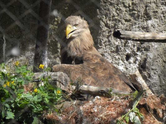 heimattiergarten-tierpark-zoo-fuerstenwalde-tiere-132