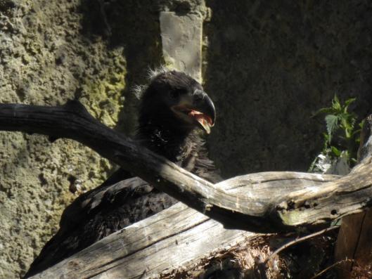 heimattiergarten-tierpark-zoo-fuerstenwalde-tiere-133