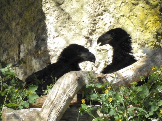 heimattiergarten-tierpark-zoo-fuerstenwalde-tiere-134