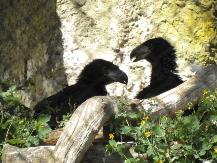 heimattiergarten-tierpark-zoo-fuerstenwalde-tiere-134