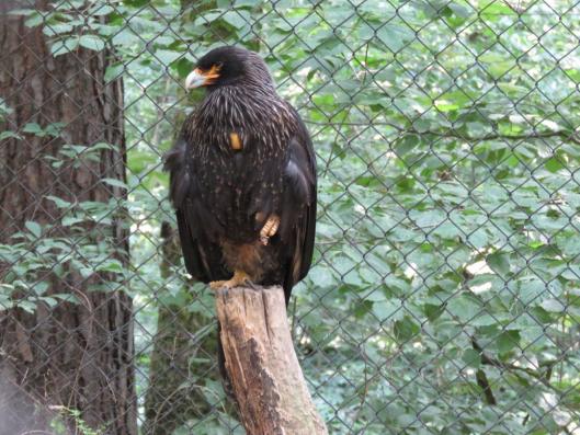 heimattiergarten-tierpark-zoo-fuerstenwalde-tiere-136