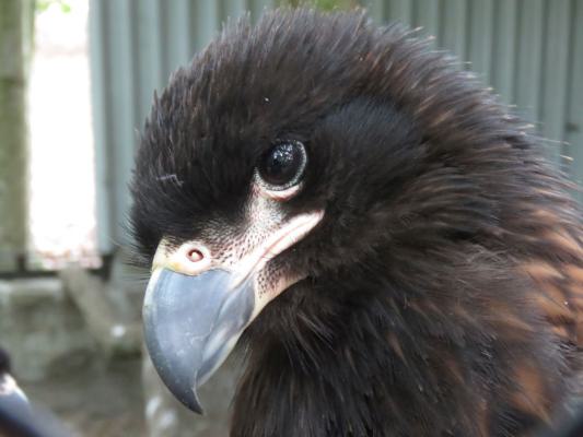 heimattiergarten-tierpark-zoo-fuerstenwalde-tiere-138