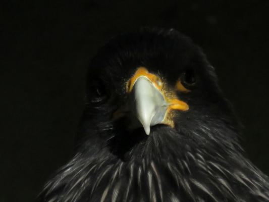 heimattiergarten-tierpark-zoo-fuerstenwalde-tiere-140