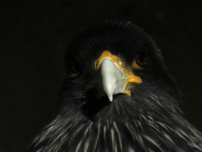 heimattiergarten-tierpark-zoo-fuerstenwalde-tiere-140