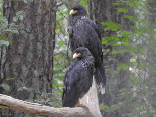 heimattiergarten-tierpark-zoo-fuerstenwalde-tiere-141