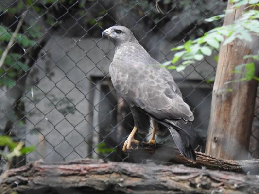 heimattiergarten-tierpark-zoo-fuerstenwalde-tiere-255