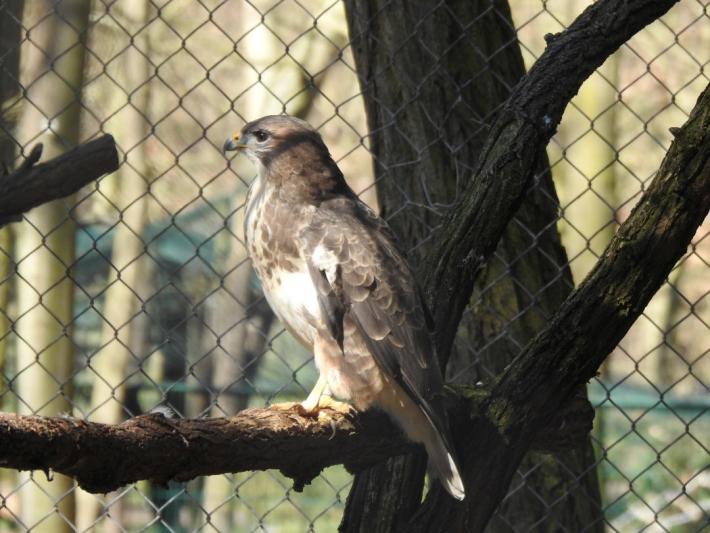 heimattiergarten-tierpark-zoo-fuerstenwalde-tiere-259