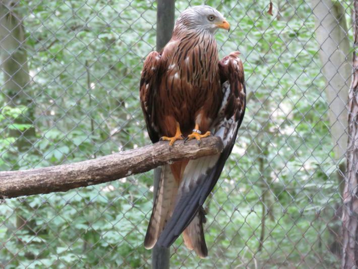 heimattiergarten-tierpark-zoo-fuerstenwalde-tiere-317