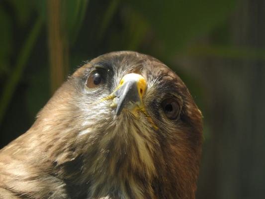 heimattiergarten-tierpark-zoo-fuerstenwalde-tiere-349