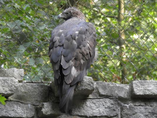 heimattiergarten-tierpark-zoo-fuerstenwalde-tiere-350