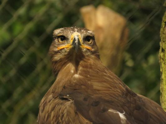 heimattiergarten-tierpark-zoo-fuerstenwalde-tiere-360