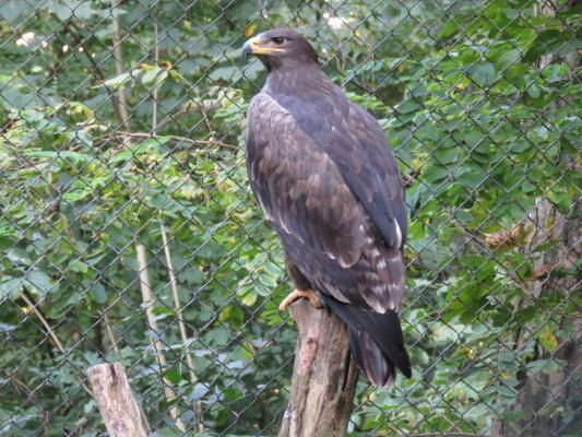 heimattiergarten-tierpark-zoo-fuerstenwalde-tiere-362