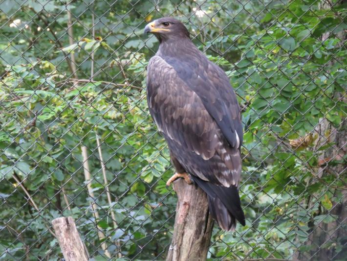 heimattiergarten-tierpark-zoo-fuerstenwalde-tiere-362