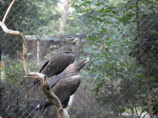 heimattiergarten-tierpark-zoo-fuerstenwalde-tiere-363