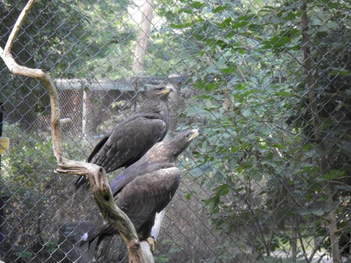 heimattiergarten-tierpark-zoo-fuerstenwalde-tiere-363