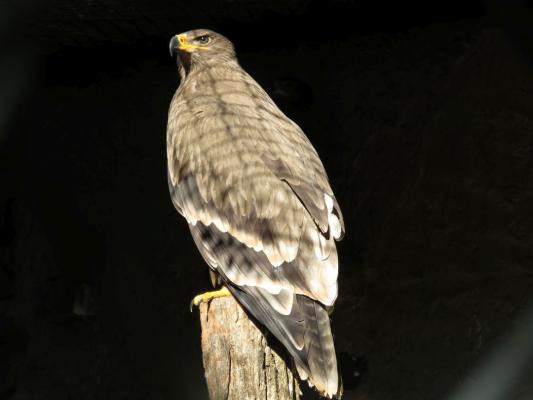 heimattiergarten-tierpark-zoo-fuerstenwalde-tiere-376