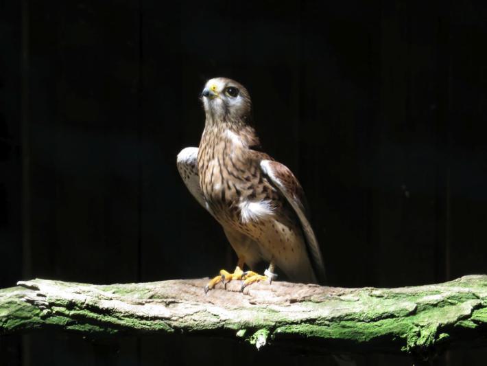 heimattiergarten-tierpark-zoo-fuerstenwalde-tiere-392