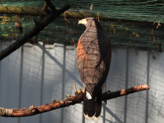 heimattiergarten-tierpark-zoo-fuerstenwalde-tiere-456