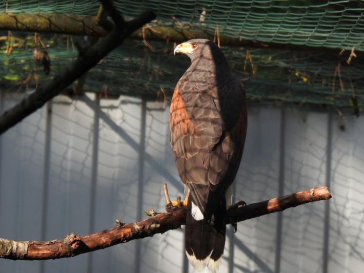 heimattiergarten-tierpark-zoo-fuerstenwalde-tiere-456