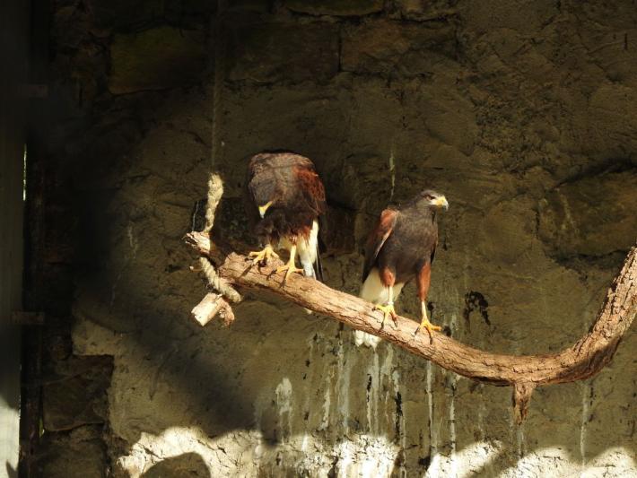 heimattiergarten-tierpark-zoo-fuerstenwalde-tiere-457